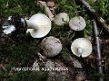 Hygrophorus agathosmus-amf921-1